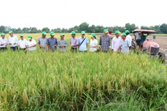 Un modèle de riziculture de haute qualité et à faibles émissions est mis en œuvre à la coopérative agricole de Phuoc Hao, dans la province de Vinh Long, dans le delta du Mékong. Photo : VNA