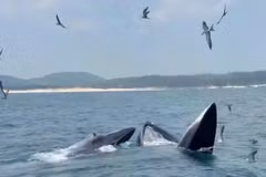 Deux grandes baleines ont été aperçues en train de chasser au large de Dak Lak, attirant l'attention des pêcheurs locaux et des touristes. Photo : Thanh Quang