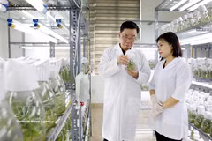 La société par actions Thai Binh Seed Group est l'une des principales entreprises de semences végétales au Vietnam, propriétaire des droits d'auteur de 30 variétés de plantes et de trois usines aux normes internationales. Photo : VNA