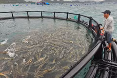Un modèle d'élevage de cobias en cages en PEHD en pleine mer à Khanh Hoa présente une efficacité remarquable. Photo : nongnghiepmoitruong.vn