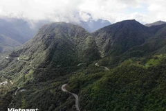L'APV est généralement destiné à favoriser les changements systémiques dans le secteur forestier en vue d’une gestion durable des forêts. Photo: VietnamPlus