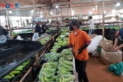 Les bananes traitées dans une usine de Hung Son. Photo: VOV