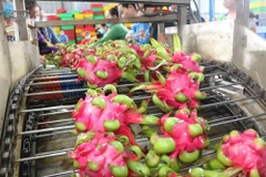 Environ 80 % des fruits du dragon sont exportés vers 40 pays et territoires. Photo: VNA