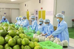  Emballage de pamplemousses à peau verte pour l’exportation. Photo : VNA