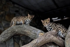 Le cadre naturel combiné aux sons de la faune nocturne offre une perspective nouvelle sur le zoo et les jardins botaniques de Sài Gòn. - Photo sgtt.thesaigontimes.vn