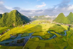 Un immense tapis de champs verts alternant avec des champs dorés sous le soleil dans la vallée de Bac Son, province de Lang Son. Photo: VNA