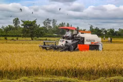 Des agriculteurs récoltent du riz dans la commune de Thoi Lai, ville de Cân Tho, dans le delta du Mékong. Photo : VNA