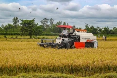 Des agriculteurs récoltent du riz dans la commune de Thoi Lai, ville de Cân Tho, dans le delta du Mékong. Photo : VNA