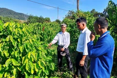 Des minorités ethniques apprennent à planter et à entretenir des caféiers. Photo : VNA