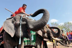 Un éléphant de Buôn Dôn, province de Dak Lak, sur les Hauts Plateaux du Centre. Photo : CVN