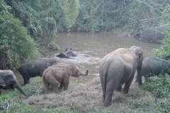 Les experts soulignent que des données spécifiques sur les éléphants mâles, femelles et juvéniles peuvent les aider à évaluer avec précision le potentiel de maintien et de croissance de la population de l’espèce. Photo : gracieuseté de Humane World for Animals