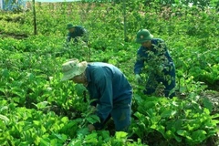 Des jardins potagers luxuriants du corps du génie de l’armée vietnamienne à Abyei. Photo gracieuseté de l’équipe de génie militaire n°3 du Vietnam