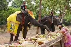 Des éléphants participant aux activités touristiques responsables sont vêtus de tissus de brocart pour se protéger du soleil et sont décorés de motifs sur leur tête. Photo: VNA