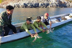 Des gardes forestiers du parc national de Côn Dao relâchent deux tortues rares dans la baie de Dâm Tre. Photo: CTV