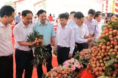 Lors de la conférence sur la coopération en vue de commercialisation de litchis précoces de Tân Yên en 2025. Photo : NDEL