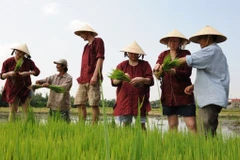 Les touristes internationaux cultivent du riz pendant leur séjour à Quang Nam. Photo: CVN