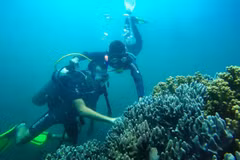Plongée sous-marine pour observer les récifs coralliens. Photo : Comité de gestion de la réserve naturelle de Cu Lao Chàm