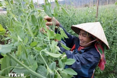 Les modèles de production agricole performants ont aidé les ménages pauvres et quasi-pauvres à appliquer la science et la technologie, améliorant ainsi la productivité et la qualité des produits. Photo : VietnamPlus
