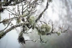 Une importante masse d’air froid se dirige vers le Vietnam et devrait toucher les régions du Nord et du Centre les 12 et 13 décembre, avec des températures chutant brutalement jusqu’à 5°C dans certaines zones. Photo: vtcnews