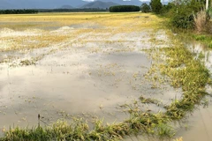 De nombreuses rizières de la commune de Nam Thành, province de Lâm Dông, ont été submergées par les inondations. Photo: VNA