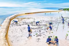 Plantation de forêts à l'intérieur des digues pour créer un « mur vert » protégeant solidement la côte ouest. Photo : NDEL