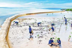 Plantation de forêts à l'intérieur des digues pour créer un « mur vert » protégeant solidement la côte ouest. Photo : NDEL