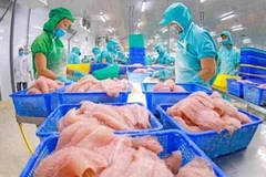 Traitement de filets de poisson tra pour l'exportation. Photo : VNA