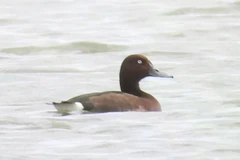 Le Fuligule nyroca (Aythya nyroca), un petit canard plongeur, dans l'écosystème de zones humides intérieures de la lagune de Hac Hai. Photo : Parc national de Phong Nha - Ke Bang 