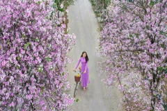 Jeune fille à l'ombre des Ban (bauhinie). Photo: thinhvuongvietnam.com