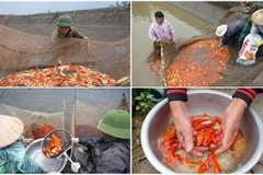 Récolte des carpes rouges en prévision du culte des Génies du Foyer. Photo: VNP