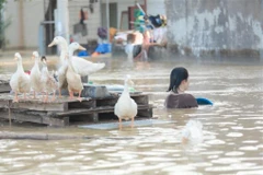Inondations dans le quartier de Vân Hà, province de Bac Ninh, photos prises le 10 octobre. Photo : VNA