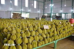 Le Vietnam a exporté pour 3,4 milliards de dollars de durians vers des pays étrangers en 2024. Photo : VNA