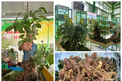 Le ginseng de Ngoc Linh (Panax vietnamensis). Photo: CVN