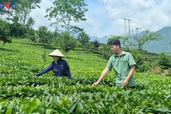 Nguyên Thi Ngân, exploitante à Nâm Bung depuis deux décennies. Photo: VOV