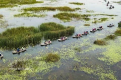 La Réserve naturelle submergée de Vân Long, à Ninh Binh, est non seulement un site touristique attractif, mais aussi une destination prisée des biologistes en raison de sa riche biodiversité. Photo: VNA