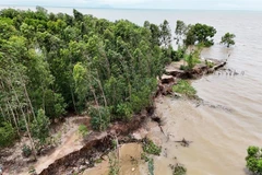 Le delta du Mékong renforce les moyens contre l’érosion riveraine et côtière