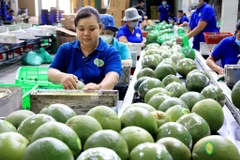 Emballage de pamplemousses à peau verte pour l'exportation. Photo : VNA