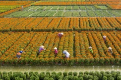 Le Sud du Vietnam abrite de nombreux villages horticoles et jardins spécialisés dans les plantes ornementales, dont l’histoire remonte à plusieurs décennies. Parmi eux, le village de Sa Dec, dans la province de Dông Thap, qui est considéré comme la plus vaste région de culture florale dédiée au Têt dans le delta du Mékong. Fort d’un passé centenaire, Sa Dec voit, en fin d’année, ses jardins s’animer afin d’ajuster les cycles de floraison et d’assurer un approvisionnement conforme aux besoins du marché du Têt. Photos: VNP