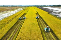 Récolte de riz de haute qualité à faibles émissions. Photo : Ta Quang/Laodong