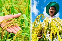 Le projet d'un million d’hectares de riz de haute qualité à faibles émissions vise à atteindre une croissance verte dans le delta du Mékong. Photo: CVN