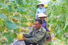 La culture du melon - modèle de production agricole dans le sens d'une économie circulaire dans la commune de Hong Quang du district d'Ung Hoa. Photo : hanoimoi.vn