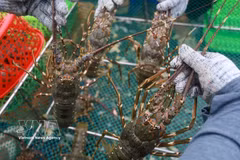Les exportations de homards devraient entrer dans le club des produits à un milliard de dollars cette année. Photo: VNA