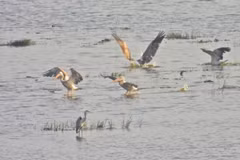 Un groupe de pélicans à bec tacheté fait son retour au parc national de Tràm Chim Photo : Ho Phu Quy/tienphong.vn