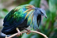 Un pigeon de Nicobar à Côn Dao. Photo: VNA