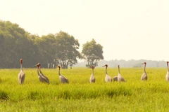 Des grues à tête rouge rares font leur retour à sous-zone A5 du parc national de Tràm Chim après de nombreuses années d'absence. Photo : nongnghiepmoitruong.vn