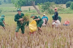 Le poste de garde-frontière de Thanh apporte son aide aux populations pour la récolte du riz pendant les inondations. Photo: VNA