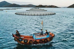 La zone d'élevage des produits aquatiques de la Sarl Australis Vietnam, située dans la baie de Vân Phong, province de Khanh Hoa. Photo : nhandan.vn