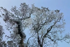 Il neige dans la nuit du 18 mars jusqu'à 7 h 30 le 19 mars au sommet de la montagne de Tà Xua. Photo : VNA