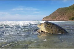 Une tortue regagne la mer au parc national de Côn Dao. Photo : VNA