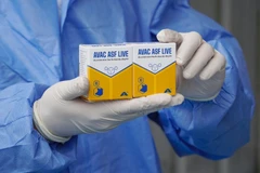 Le vaccin contre la peste porcine africaine AVAC ASF LIVE. Photo : AVAC